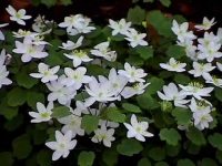 Attractive white to pale pink flowers in early spring.